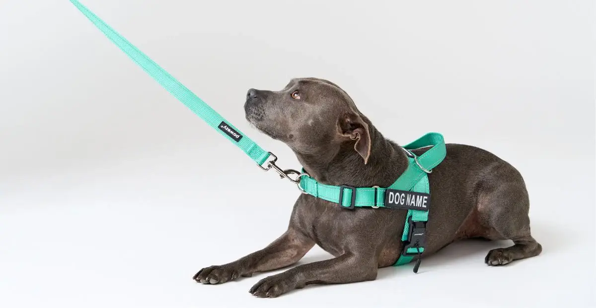 Muestra de fabricación de una correa para perros de nailon de alta calidad.